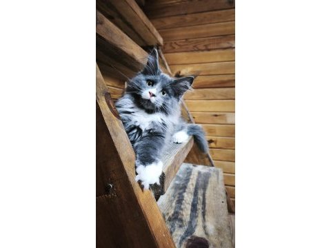 Tüm aşı ve belgeleri eksiksiz şecereli safkan maine coon