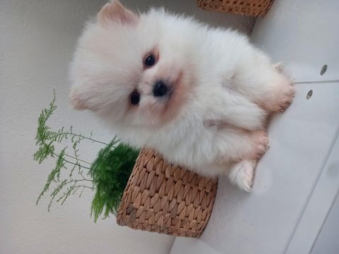 Mükemmel kalitede pomeranian ayıcıklar kaçıran üzülür