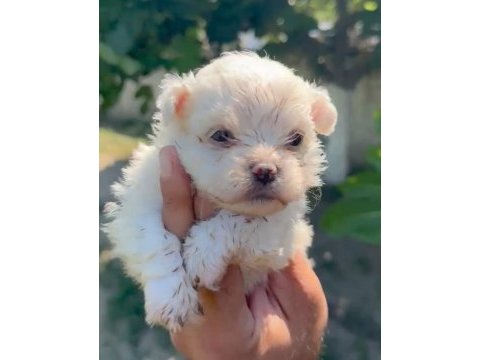Maltese yavru minyatür boy