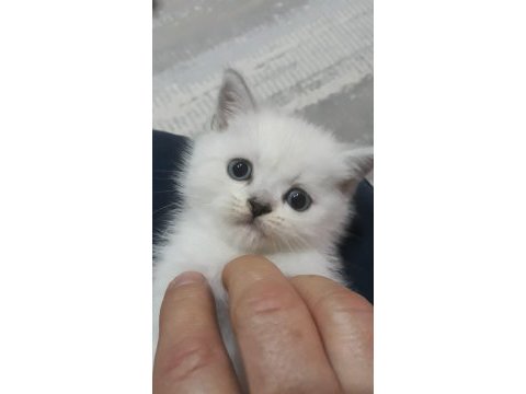 British shorthair 55 günlük