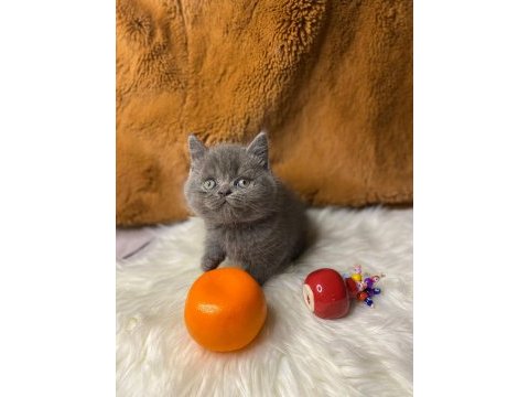 British shorthair yavru kediler