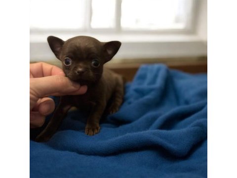 4 aylık dişi çikolata chihuahua