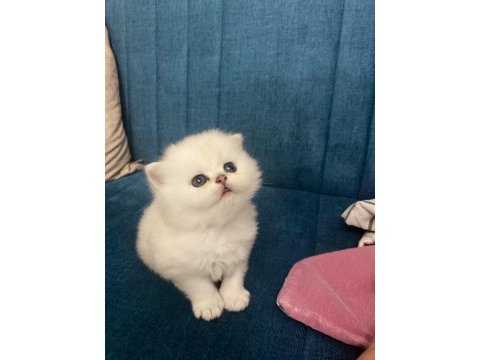 British longhair show kalite silver point bebekler