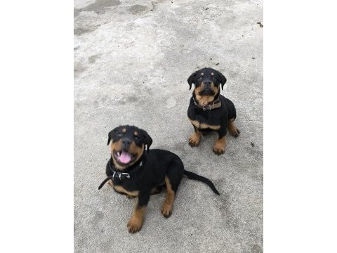 Üst kalite dev rottweiler yavrular