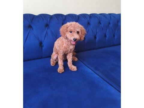 6 aylık toy poodle dişi
