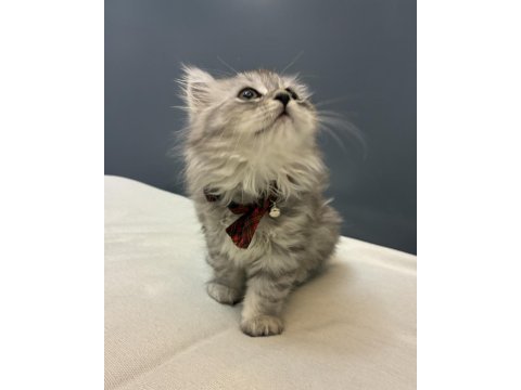Silver british longhair yavrumuz