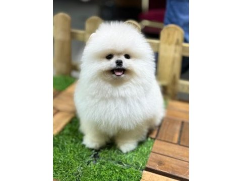 Safkan 0 burun pomeranian boo