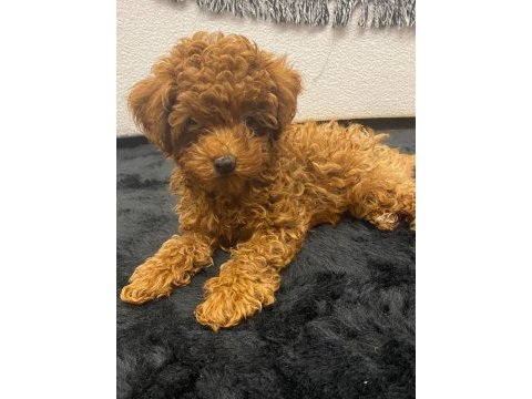 Sahibinden toy poodle