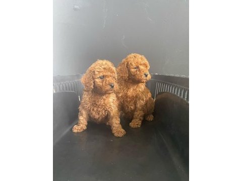 Toy poodle bebekler