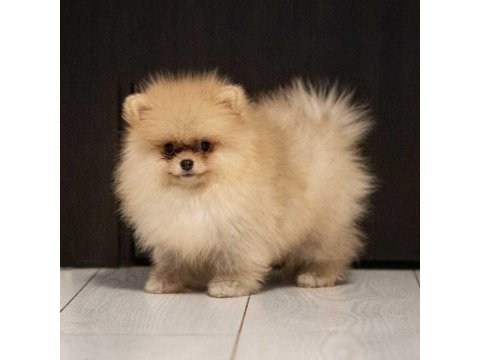 Çok özel tea cup pomeranian yavrularımız
