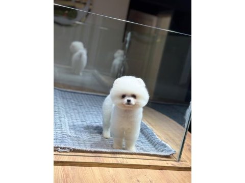 Sağlık ve ırk garantili pomeranianlar
