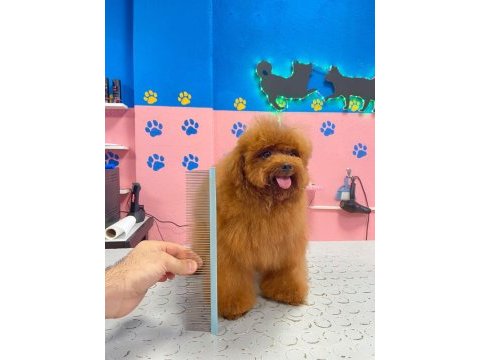 Orjinal toy poodle yetişkin yavru