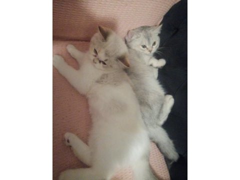 Yavru british shorthair kediler