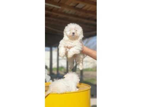 Kar beyaz terrier yavrular