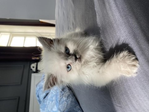 Blue point british longhair