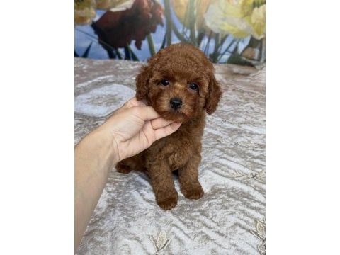 Toy poodle yavrular