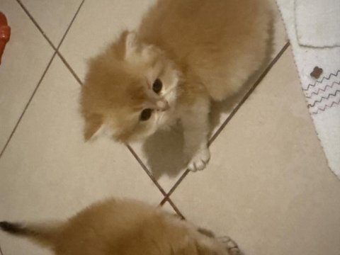 British longhair yavrularım 1 aylık sahiplendirilecek