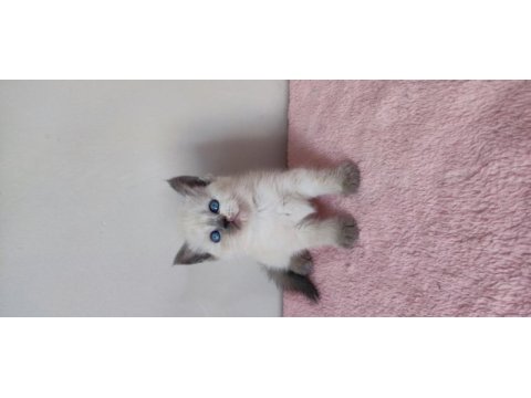 British shorthair yavruları