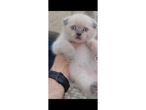 British shorthair kedisi