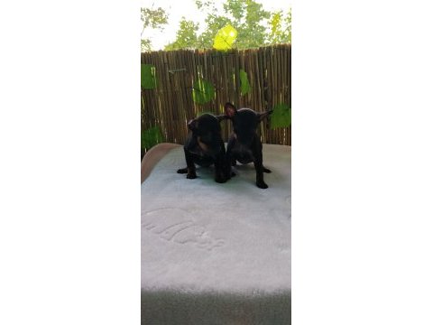 50 günlük aşılı 2 dişi köpeğimiz