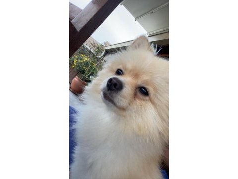Pomeranian erkek