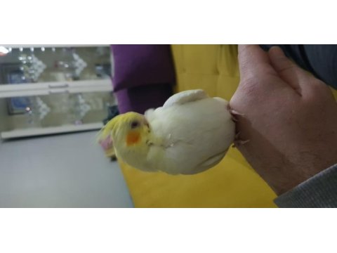 El besleme yavru sultan papağanı