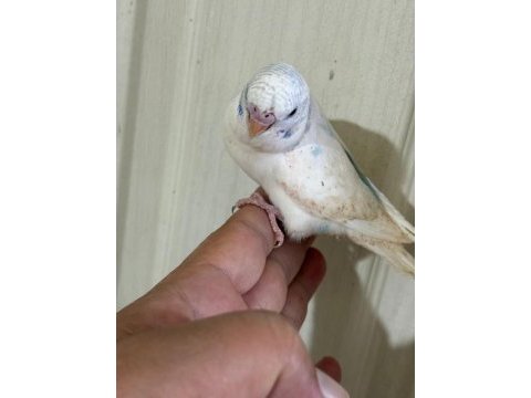 31 günlük konuşturmalık bebek muhabbet kuşu