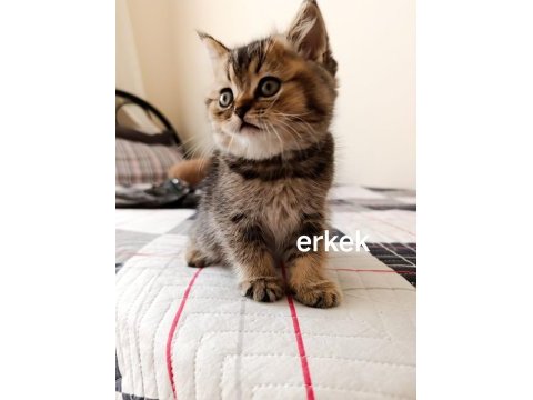 Beyaz ve golden kısa tüylü british yavrularım
