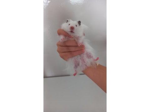 Hamster coco yeni yuvasını arıyor (eşyalarıyla birlikte)