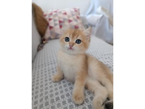 Golden bebekler british shorthair