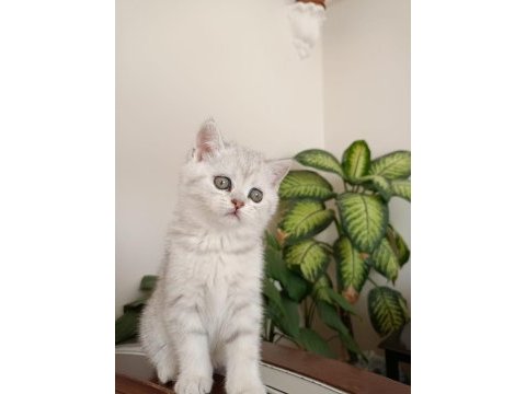 Güzel british shorthair kızımız badem