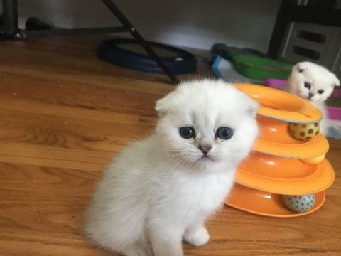 Irk garantili, veteriner kontrollü sevimli scottish fold
