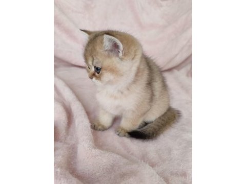 Safkan british shorthair