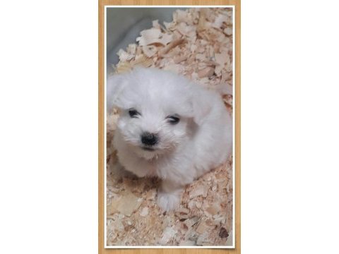 A kalite gerçek orjinal maltese yavrular