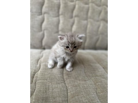 1 aylık british shorthair yavrular