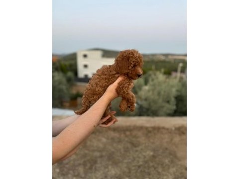 Orjinal toy poodle yavrular izmir