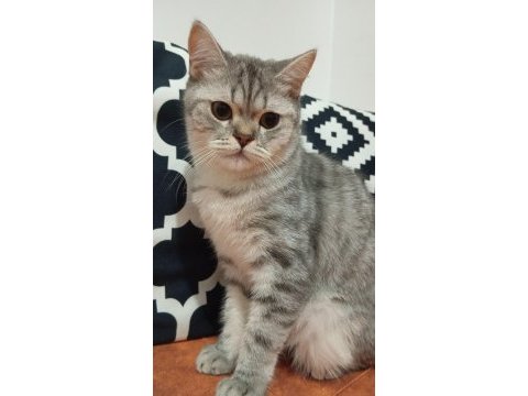 British shorthair safkan 7 aylık