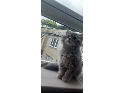 Aşırı oyuncu sevecen british longhair
