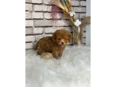 Harika anotomisi ile mükemmel toy poodle yavrular