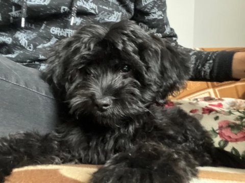 Black maltipoo
