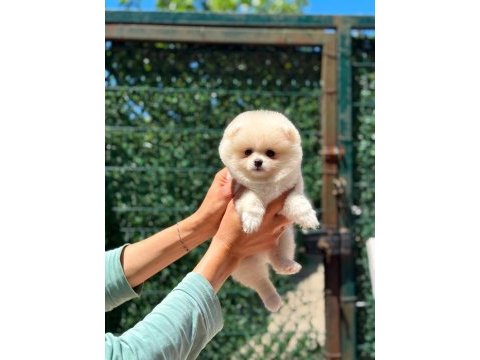 Sağlık ve ırk garantili pomeranian