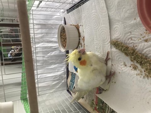 4 aylık lutino sultan papağanı