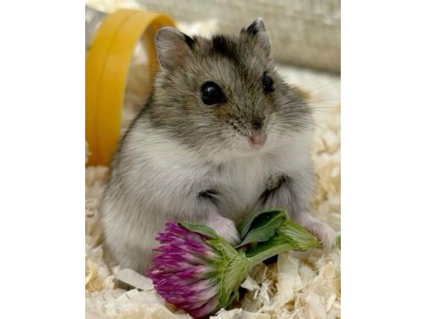 Hamster gonzales yavrular heryere gönderim