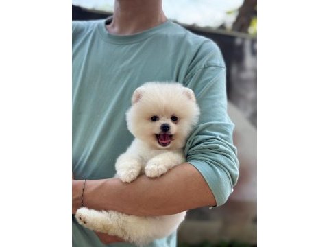 Show kalite pomeranian boo yavrular