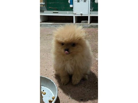 29 ekim doğumlu dişi oyuncu pomeranian maskotunuz olsun