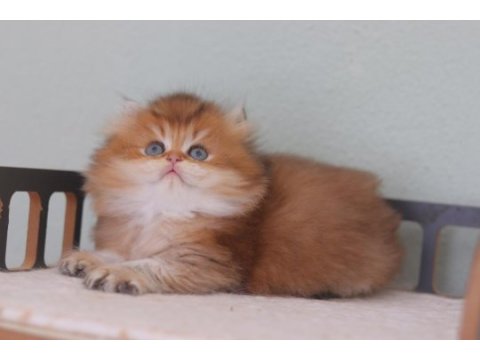 Safkan british longhair erkek