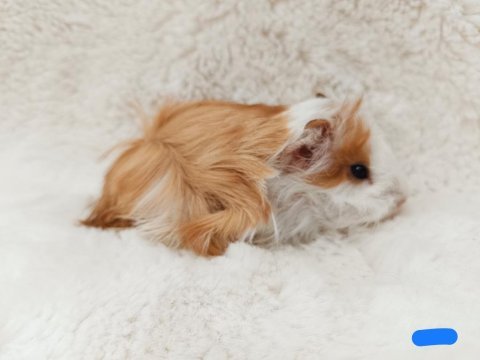 Guineapig bebekler