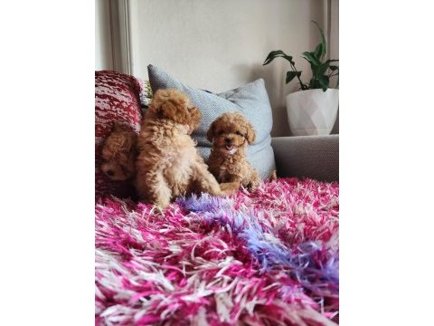 Sağlık ve ırk garantili poodle
