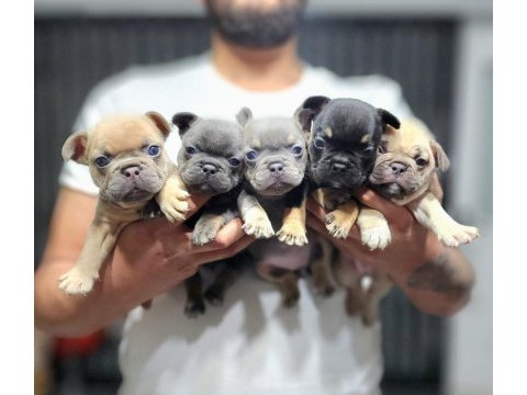 Exotic mükemmel kalite french bulldog yavrularim