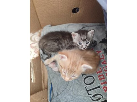 Acil yavru kedi sahiplendirilecek tekir